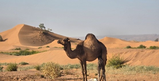 Sahara Trek camel in the desert