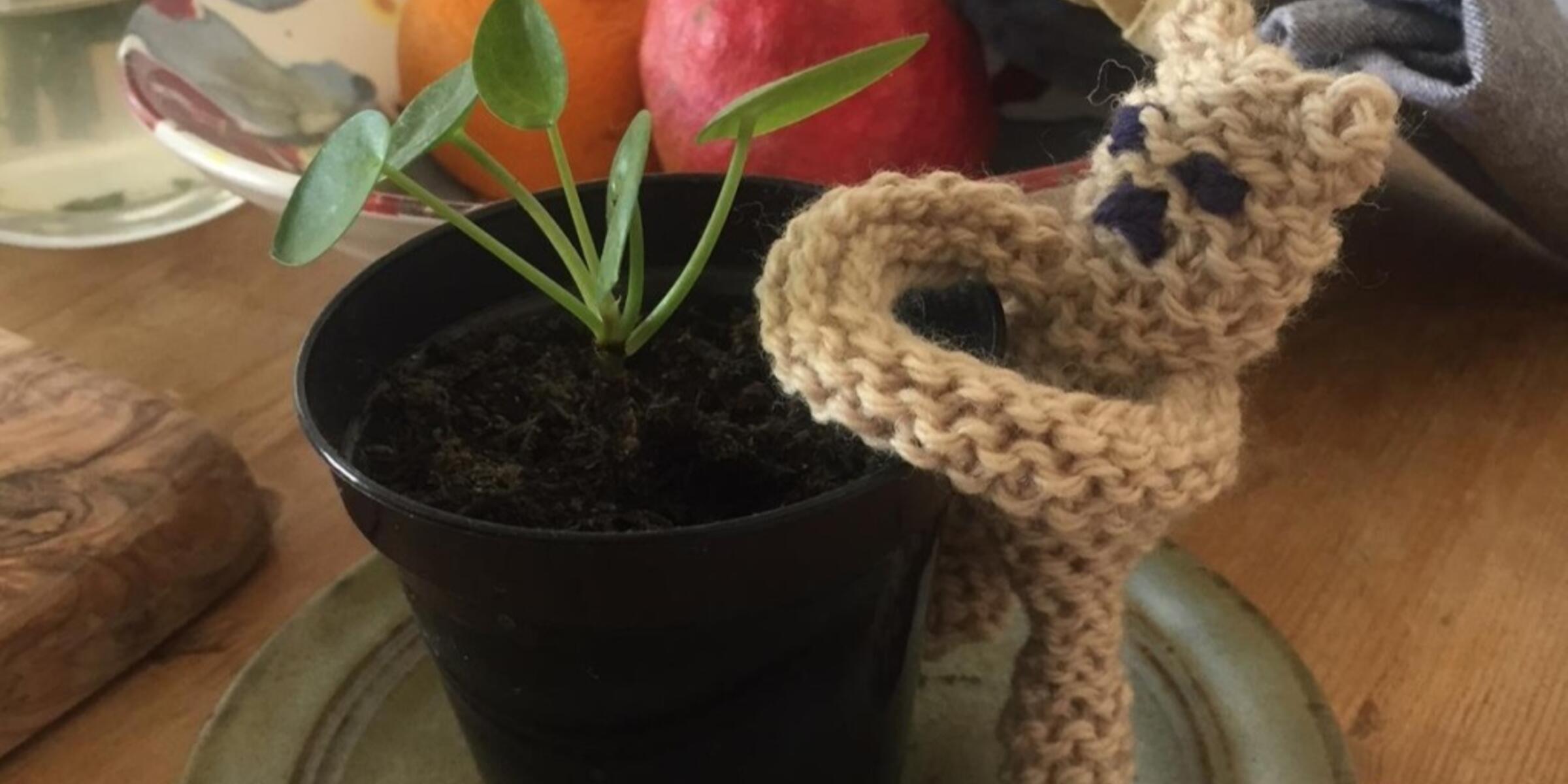A knitted Snuggle Bear fidget toy next to a house plant