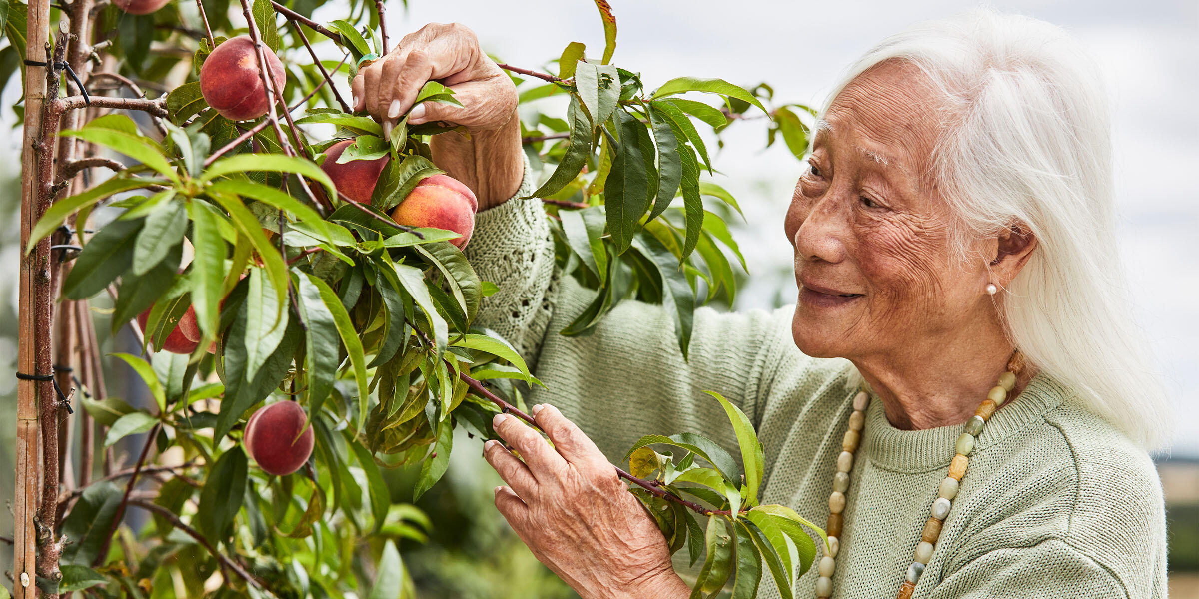 Annie Chinfen tending a peach tree in her garden
