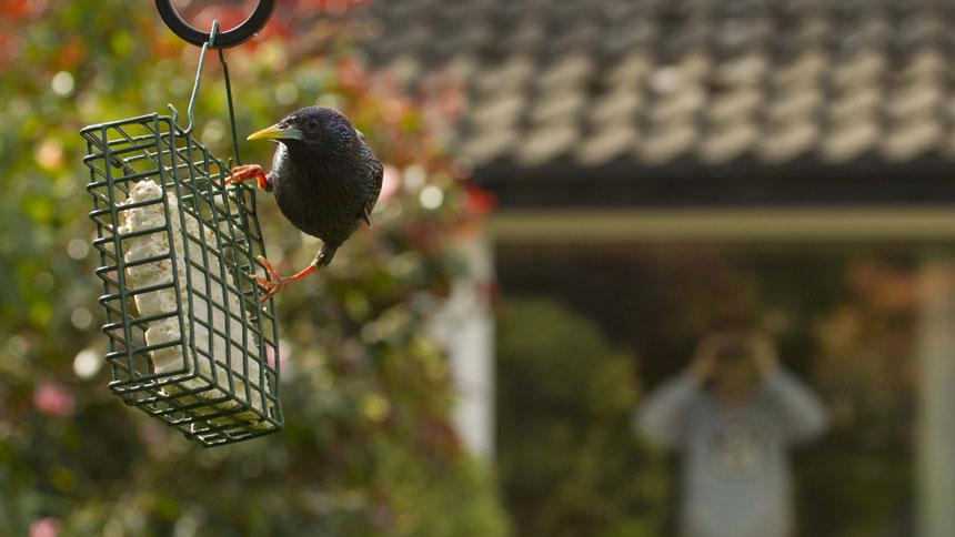 Watching a bird feeding
