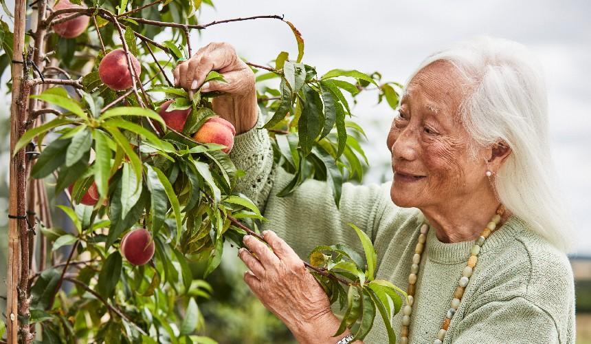Annie Chinfen outside picking fruit