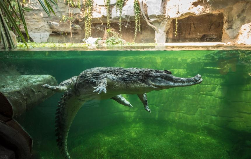 Sunda Gharial in their habitat