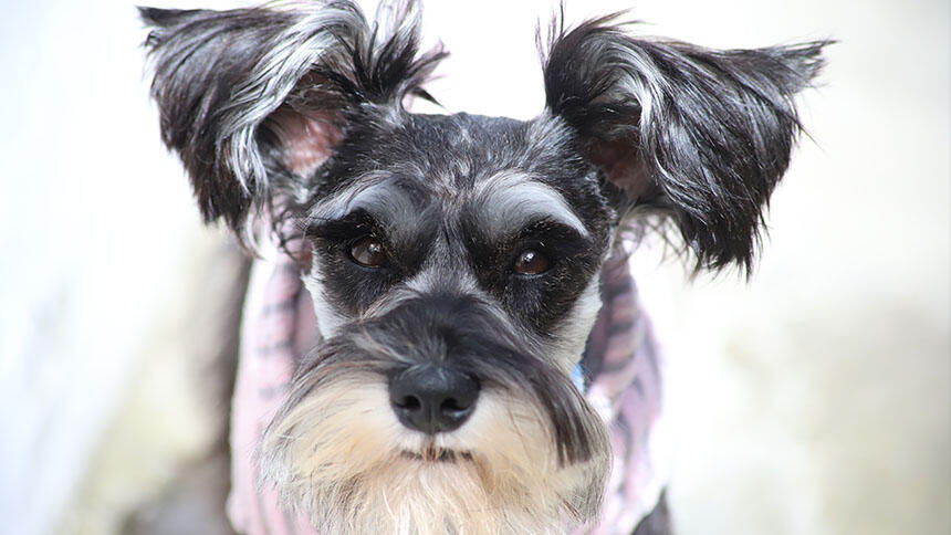 Small dog looking into camera