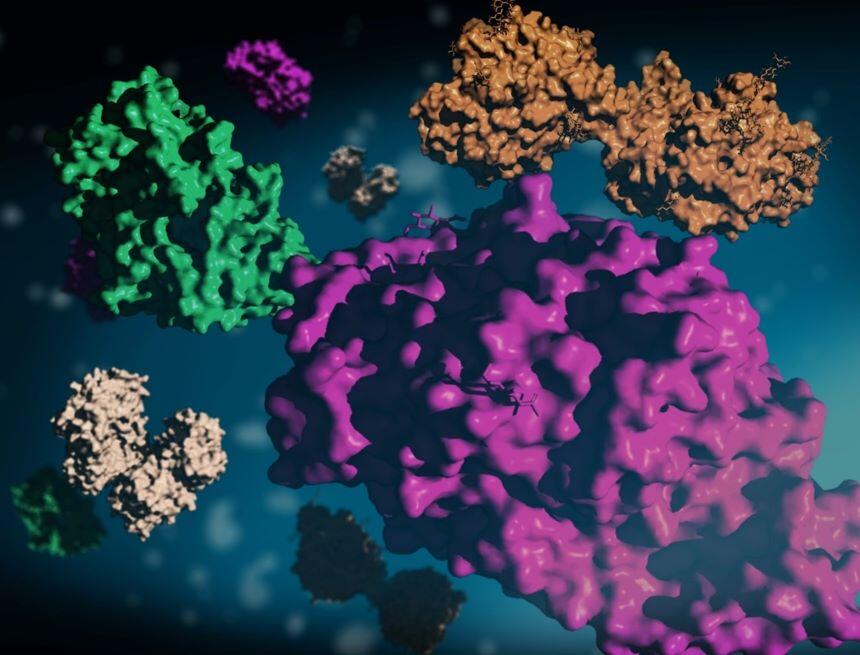 Graphic of 3D protein shapes showing neprilysin and other enzymes which help clear amyloid-beta in the brain.